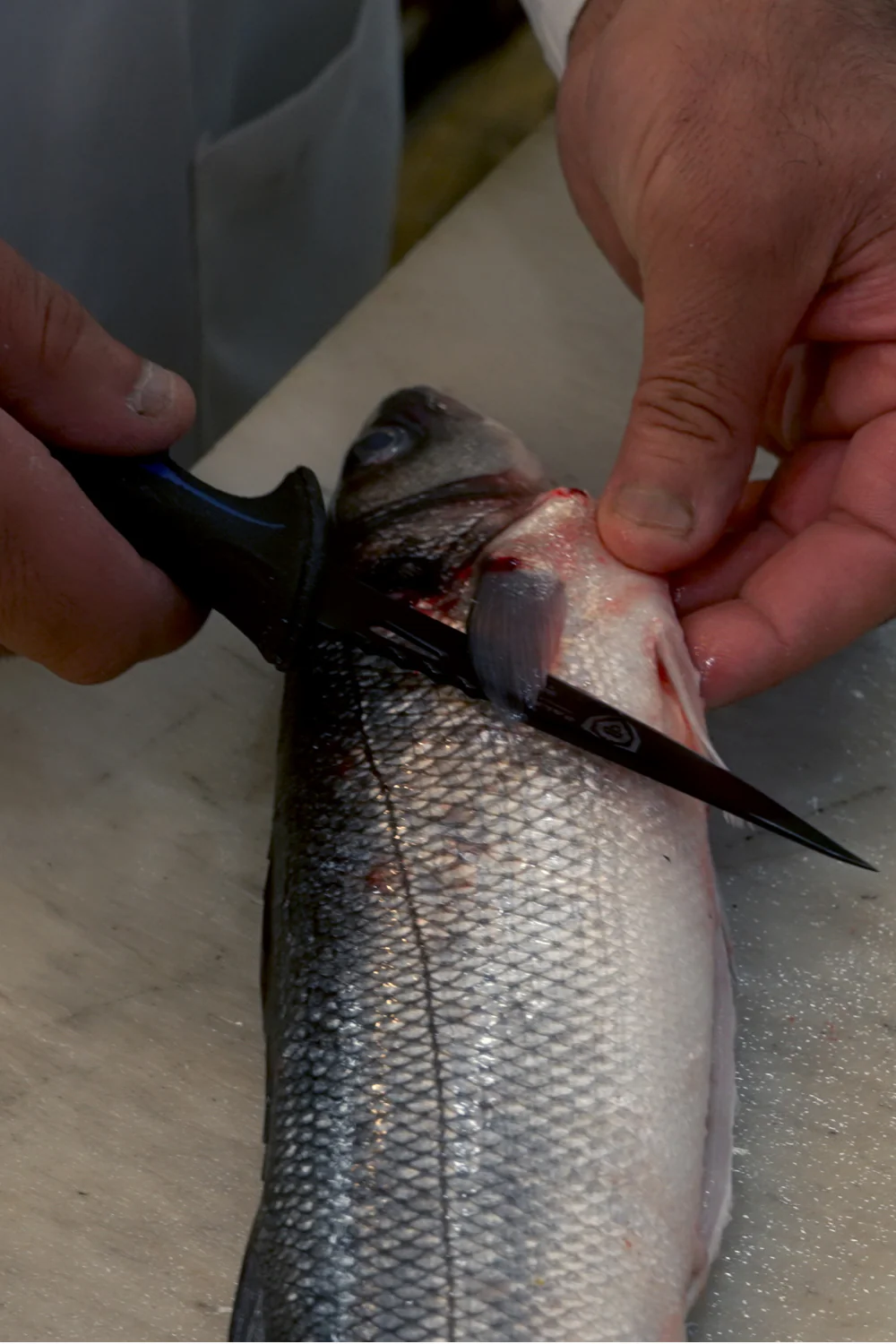 Fillet Knife 4.7" | Night Shark Series | NSF Certified | Dalstrong © - Image 4